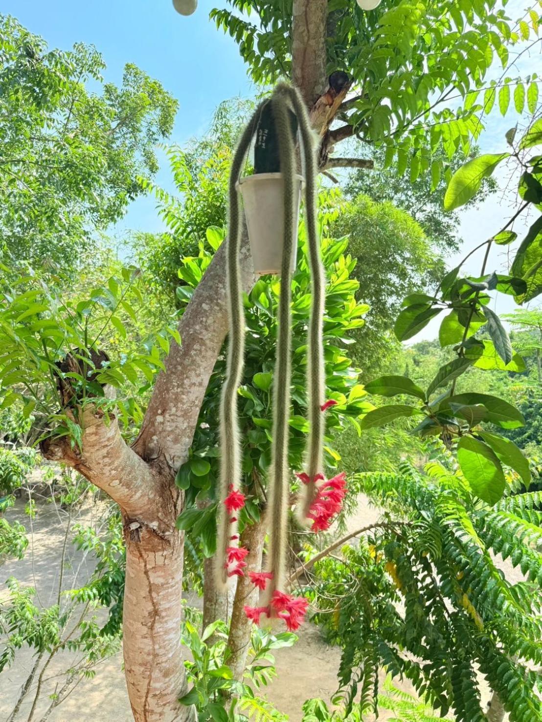 Baan Suan Hill Resort Ban Tha Khun Dış mekan fotoğraf